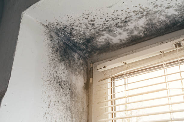 Affordable Mold Removal solutions in Derwood, MD