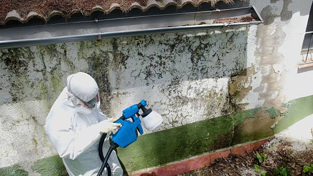 Top rated local Mold Removal specialists in Derwood, MD